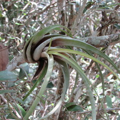 Tillandsia flexuosa