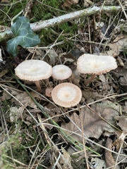 Laccaria laccata