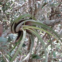 Tillandsia flexuosa