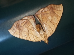 Eulithis diversilineata