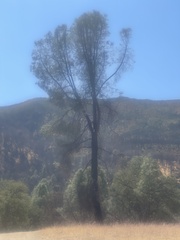 Pinus sabiniana