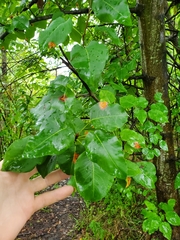 Gymnosporangium sabinae