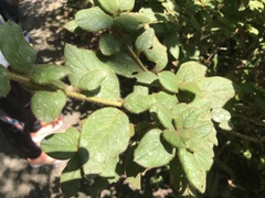 Rhododendron oldhamii