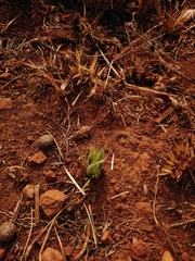 Albuca setosa