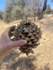 Pinus sabiniana