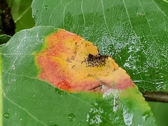 Gymnosporangium sabinae