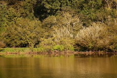Planera aquatica