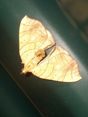 Eulithis diversilineata