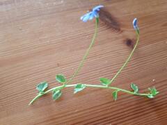 Lobelia quadrangularis