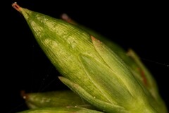 Hypericum virginicum