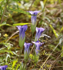 Gentianopsis