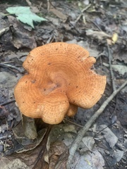 Lactarius peckii