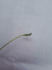 Lobelia quadrangularis