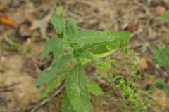 Hypericum virginicum