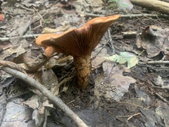 Lactarius peckii