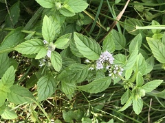Mentha arvensis