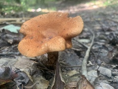 Lactarius peckii