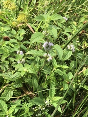 Mentha arvensis