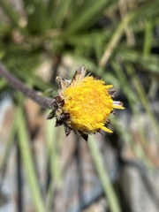 Erigeron bloomeri