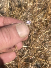 Leptosiphon liniflorus