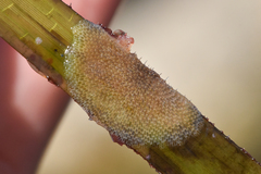 Membranipora membranacea