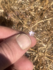 Leptosiphon liniflorus