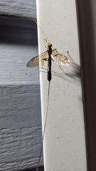 Megarhyssa atrata