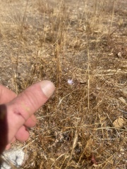 Leptosiphon liniflorus