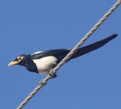Pica nuttalli