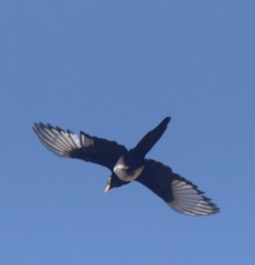 Pica nuttalli