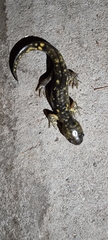 Ambystoma tigrinum