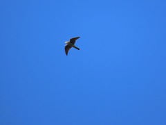 Falconiformes