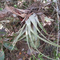 Tillandsia flexuosa
