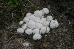 Lycoperdon curtisii