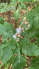 Cicerbita prenanthoides