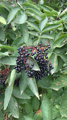 Sambucus nigra