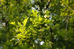 Quercus lyrata