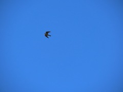 Falconiformes