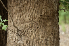 Quercus lyrata