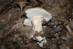 Boletus variipes
