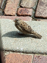 Passer domesticus