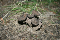 Craterellus fallax