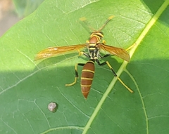 Polistes crinitus