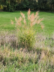 Miscanthus sinensis