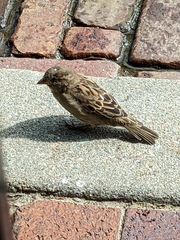 Passer domesticus