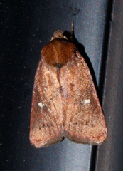 Pseudorthodes