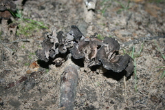 Craterellus fallax