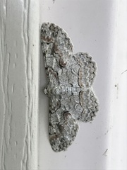 Iridopsis defectaria