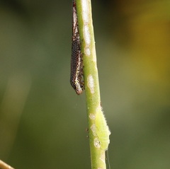 Paraulacizes irrorata