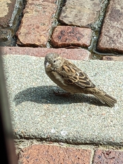 Passer domesticus